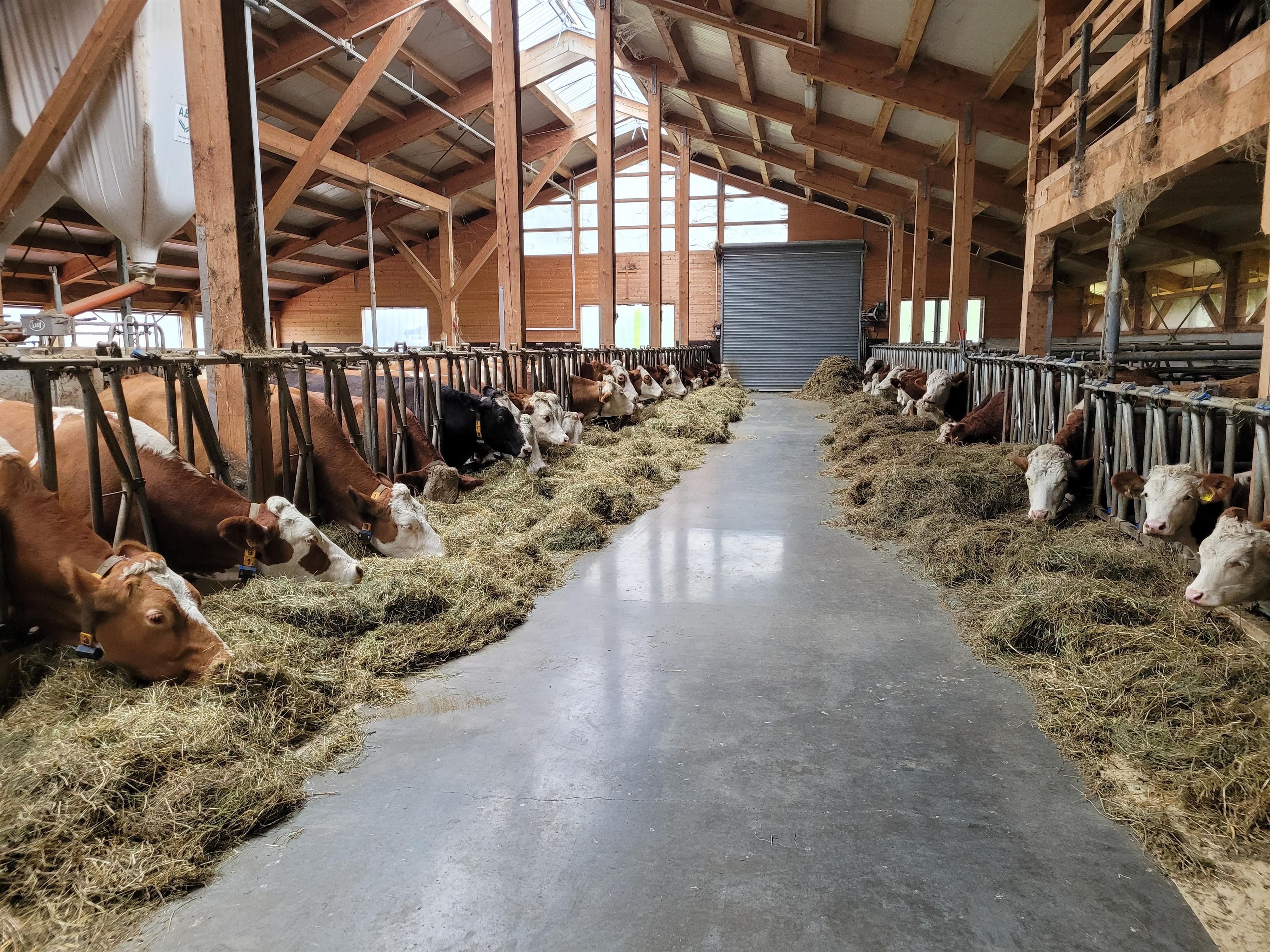 Heller, hoher Stall für Milchvieh und Kälber, hier wird gerade Heu gefüttert.