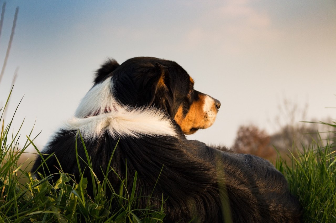 Urlaub mit Hund in den Allgäuer Hörnerdörfern. Vierbeiner herzlich willkommen., © pixabay