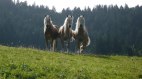 Pferde des Landhauses, © Landhaus Barbara