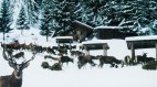 Winter-Wildfuetterung, freilebendes Wild