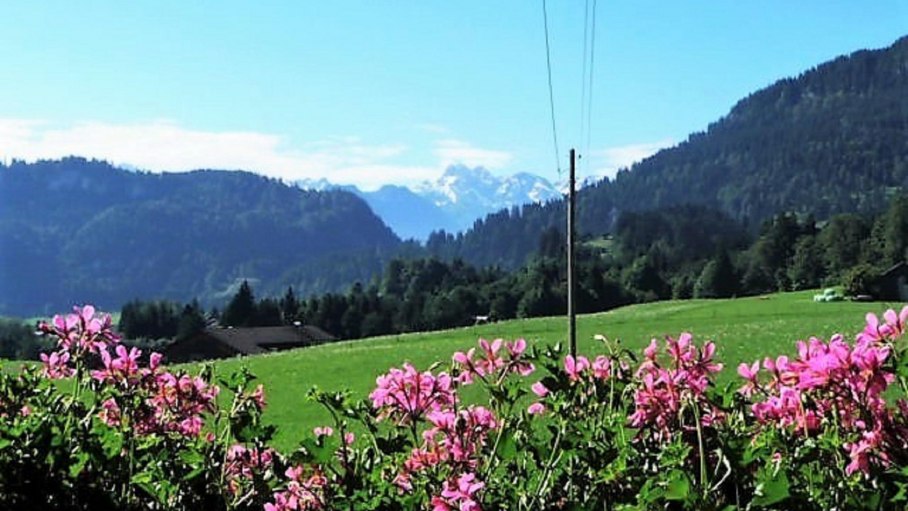 Aussicht  Edelweiß , Alpenrose