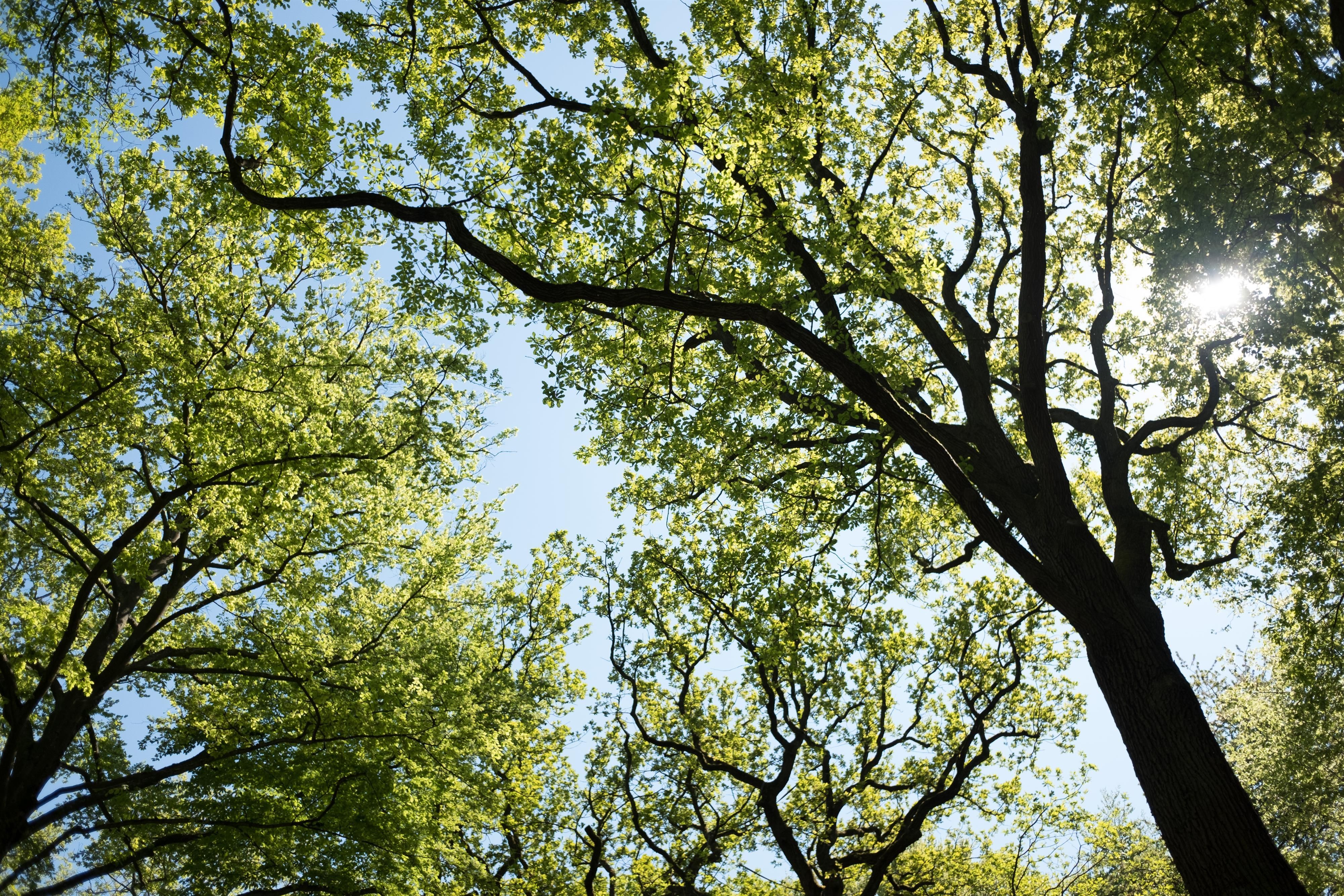 Eine Ansicht von hohen Bäumen mit frischem, grünem Laub. Die Sonne scheint durch die Blätter und sorgt für ein zauberhaftes Lichtspiel.