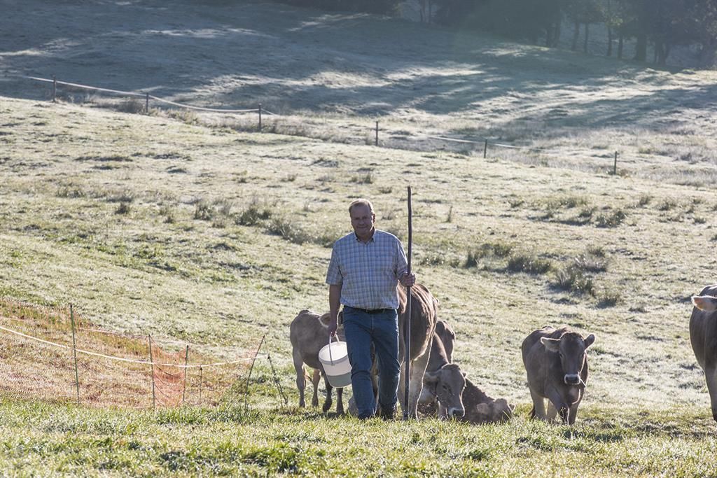 Bauer mit Kühen auf einer Wiese in Balderschwang, morgendliche Szene.
