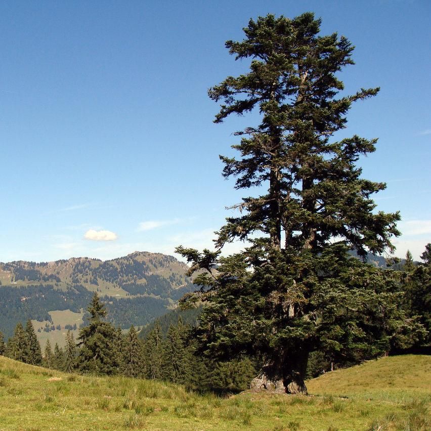 Hoch oben ein Baum auf einer Wiese mit Allgäuer Berglandschaft im Hintergrund