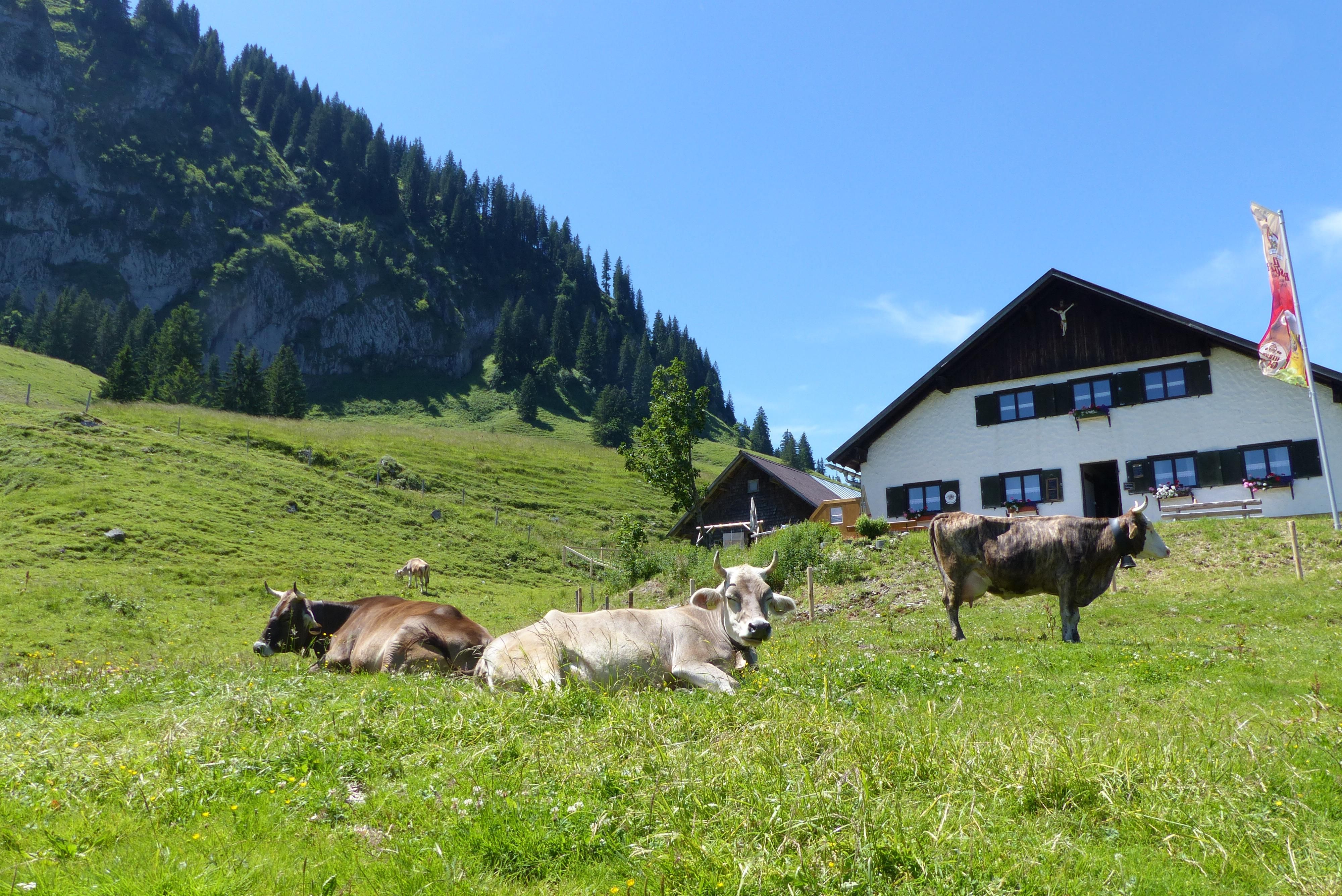 Drei Kühe liegen auf einer grünen Wiese mit gelben Blüten, im Hintergrund ein weißes Haus mit dunklem Dach und Fensterläden, ein bewaldeter Berghang und blauer Himmel.