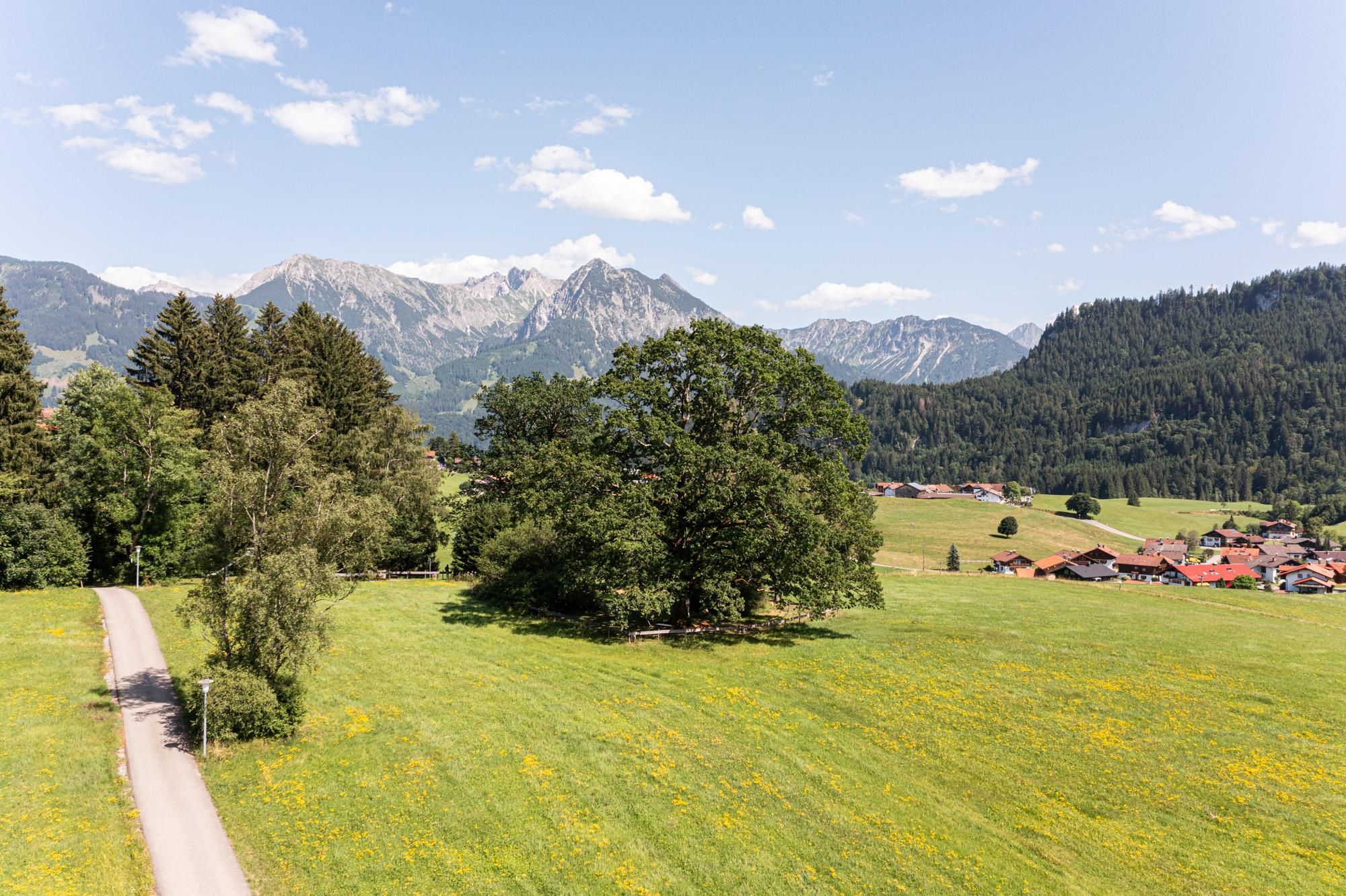 Weite grüne Wiese mit großen Bäumen. Im Hintergrund die Allgäuer Alpen. Ein asphaltierter Weg führt durch die Landschaft. Einige Häuser sind in der Ferne sichtbar.