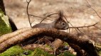 Eichhörnchen, © R.Müller