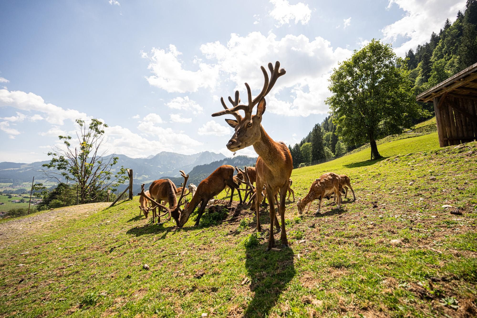Zwei Hirsche mit großen Geweihen und mehrere Rehe grasen auf einer grünen Wiese. Im Hintergrund sind Berge und ein Dorf unter klarem Himmel sichtbar.