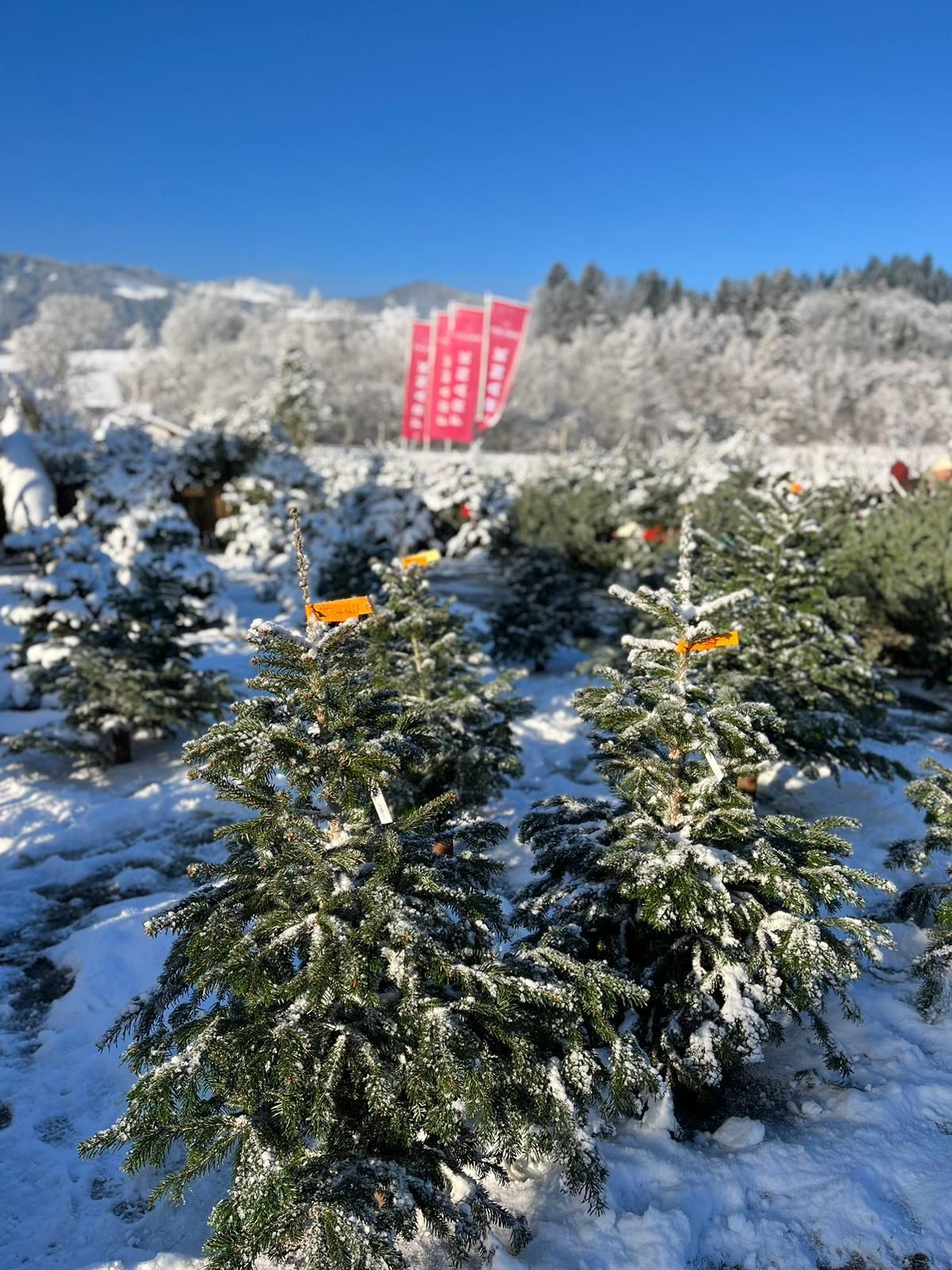 Leicht verschneite Christbäume bei der Gärtnerei Frank - hier Nordmanntannen und Blaufichten.