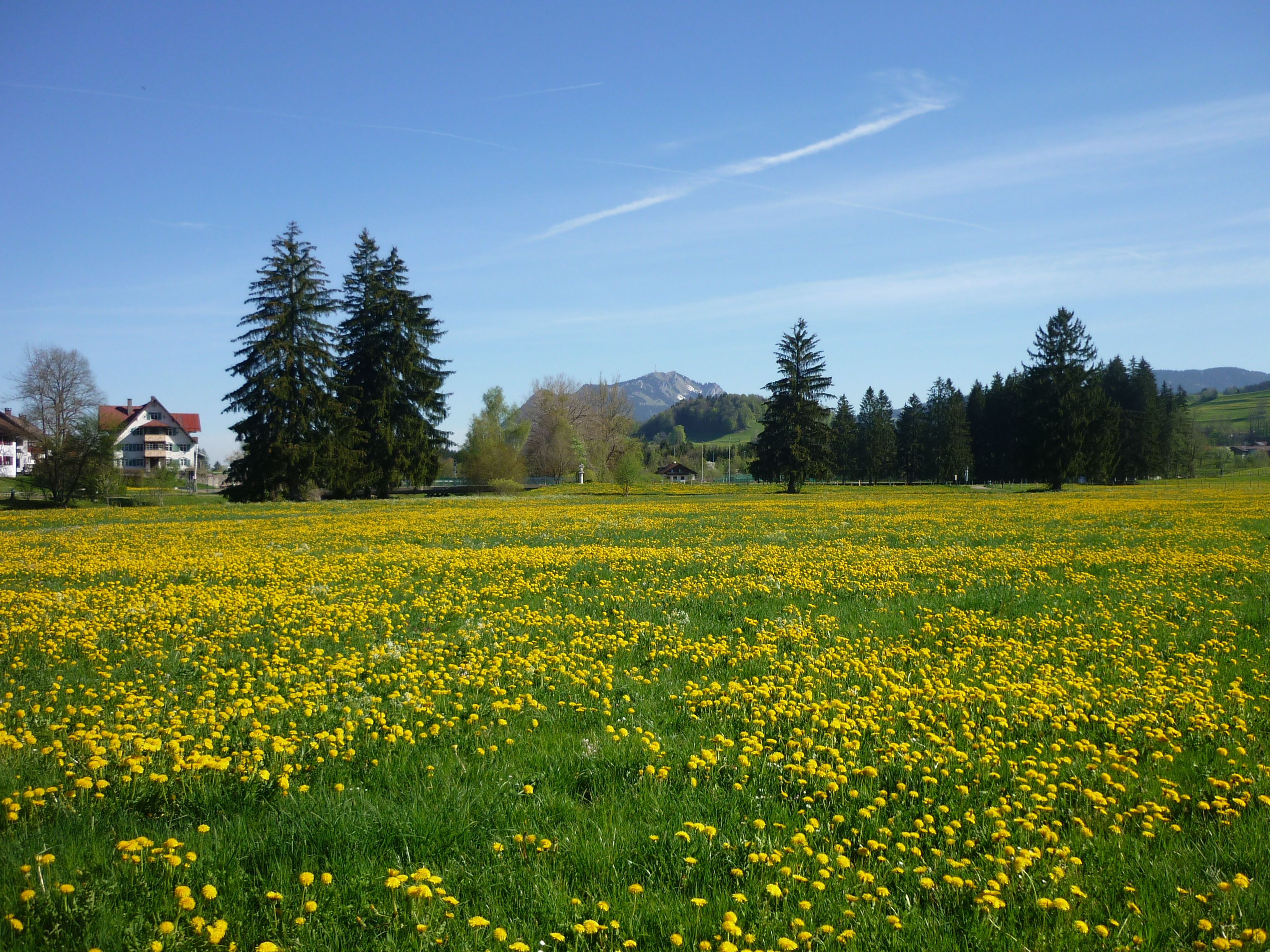 Frühlingswiese bei Fischen im Allgäu