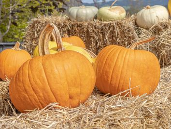 Orange Kürbisse auf Strohballen. Links 2, rechts 1, hinten 3 hellere. Herbstliche Deko.