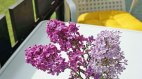 Ferienwohnung Edelweiß - Blumen, © Haus Obermaiselstein