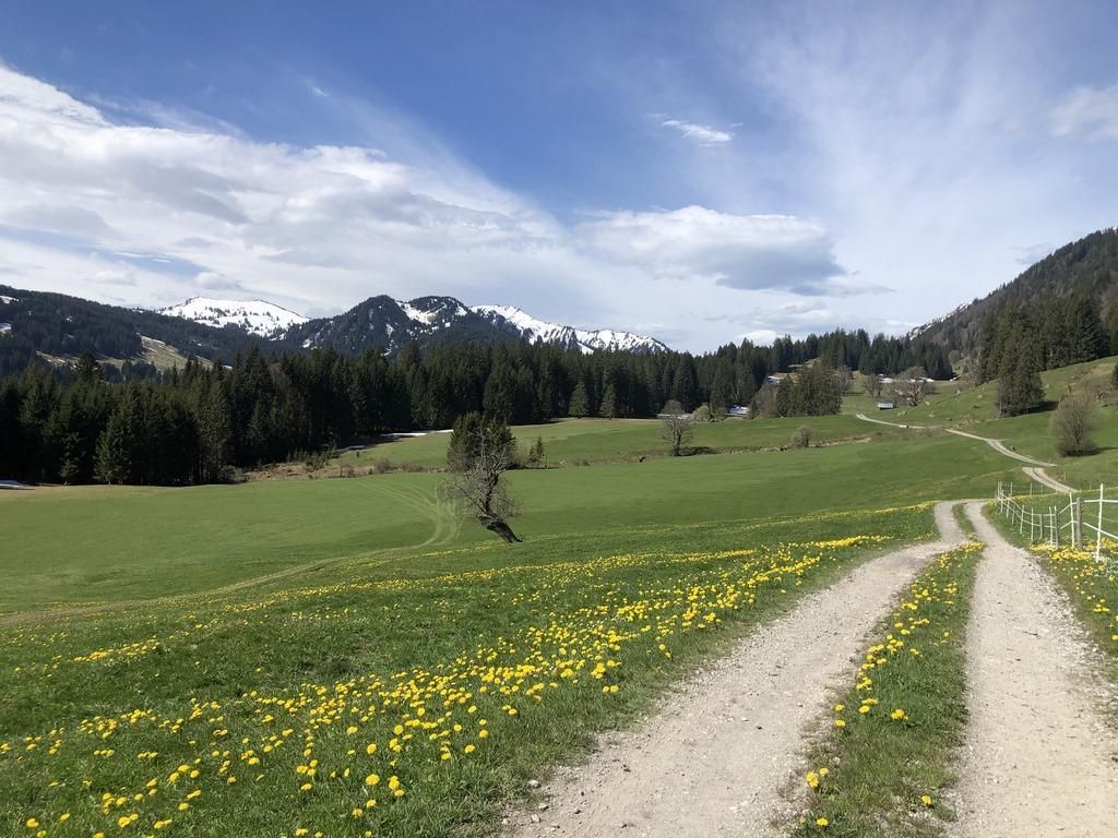 Sanfte grüne Hügellandschaft mit gelben Blumen übersät. Ein Schotterweg schlängelt sich durch die Wiesen.