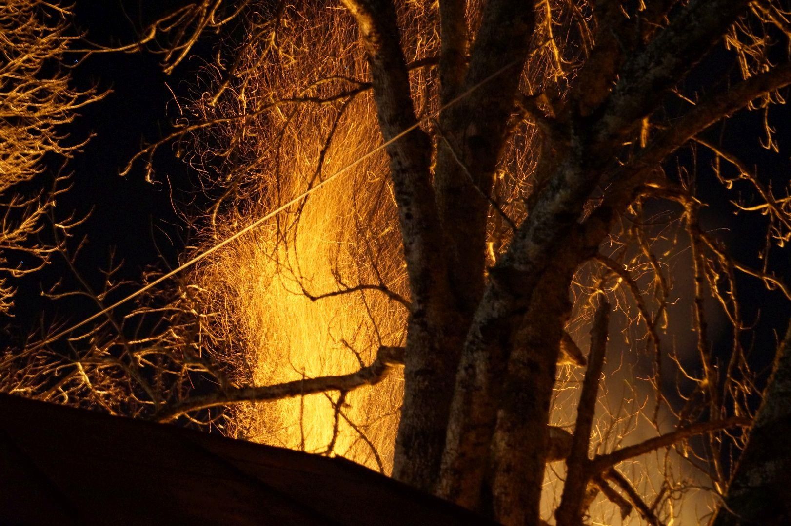 Nahaufnahme von Funkenflug eines Feuers bei Nacht durch Äste eines Baumes.