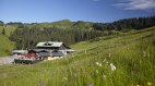 Grüne Wiesen und umgeben von grasenden Kühen, © Berghütte Grasgehren