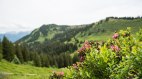 Mit etwas Glück sieht man die Alpenrosen blühen, © Tourismus Hörnerdörfer - F. Kjer