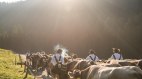 Viehzug in Richtung Tal, © Tourismus Hörnerdörfer