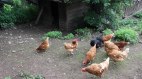 Unsere fleißige Hühner