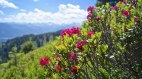 Alpenrosenblüte am Rangiswanger Horn