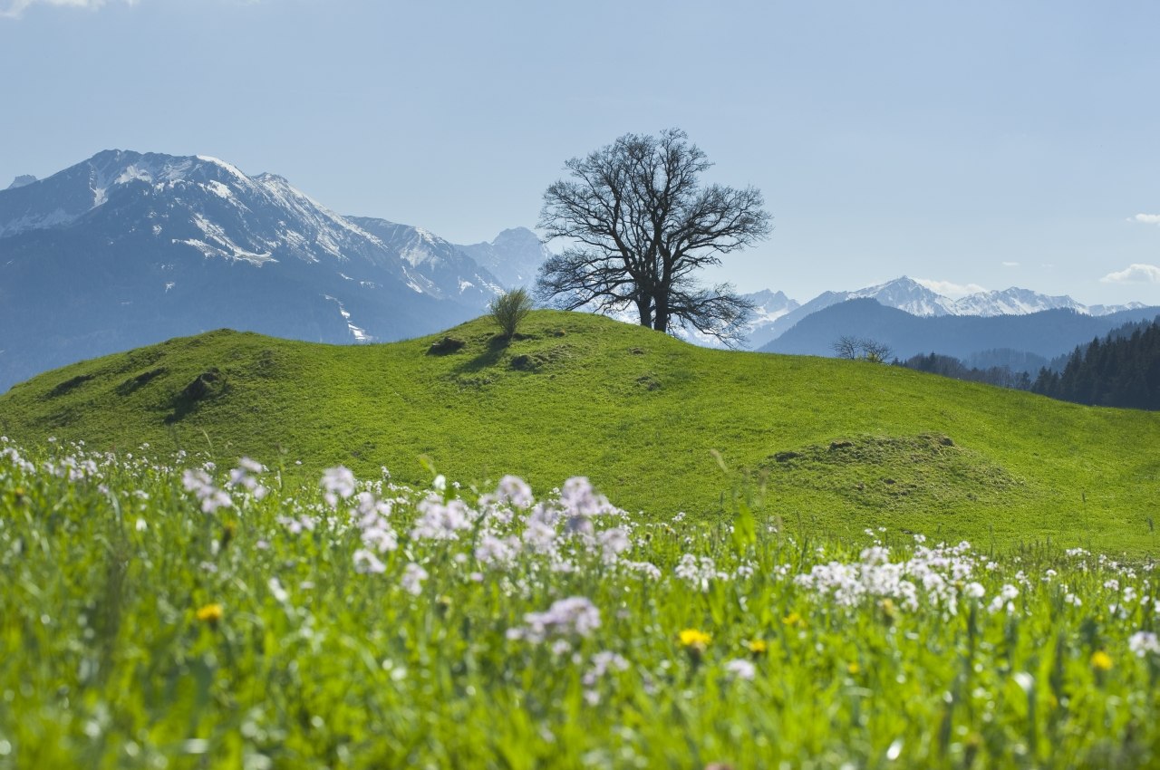Frühling Ofterschwang, © Tourismus Hörnerdörfer
