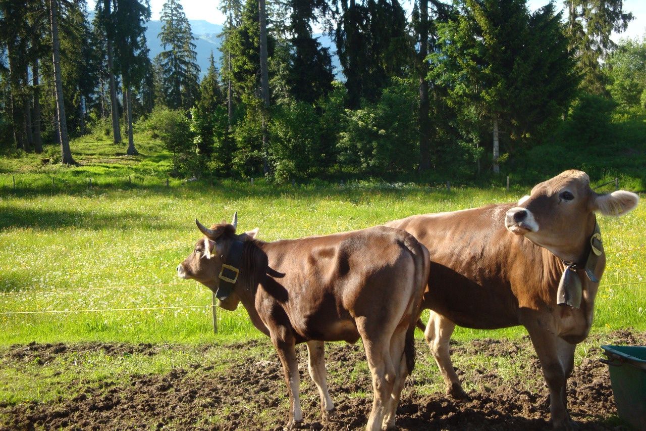 Kühe auf einer Wiese