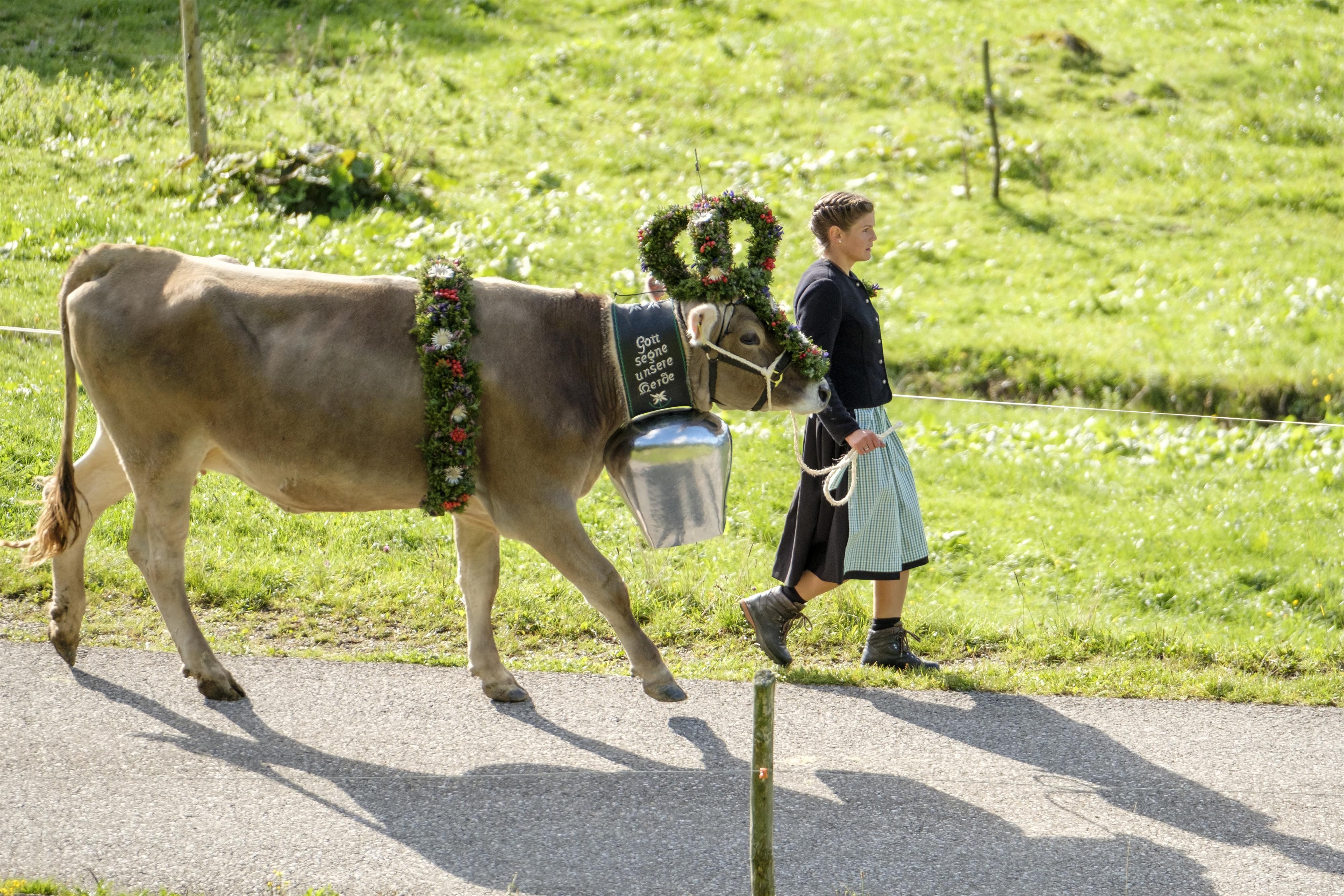 Eine Frau in Tracht führt eine Kranzkuh über einen Weg. Die Kuh ist mit einem grünen Kranz, roten Blumen und einer großen Glocke geschmückt.