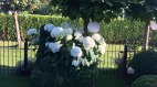 Hortensien in voller Blüte
