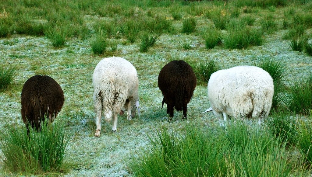 Schafe im Tiefenberger Moos bei Ofterschwang