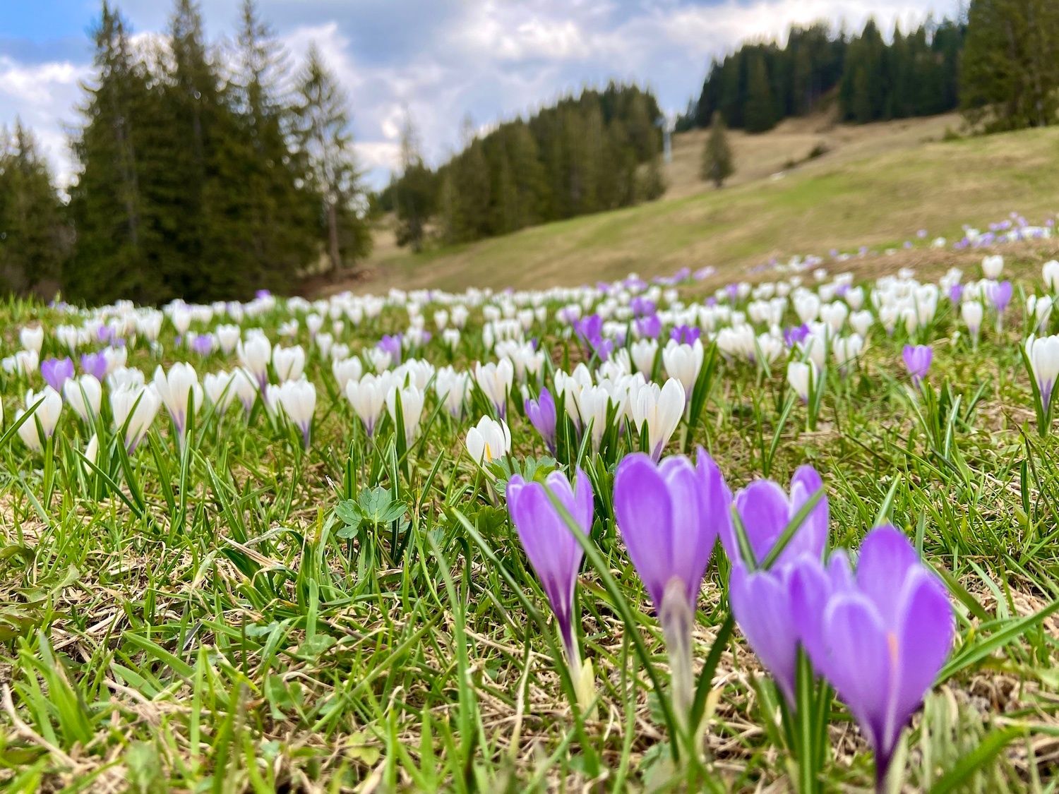 Krokusblüte am Ofterschwanger Horn