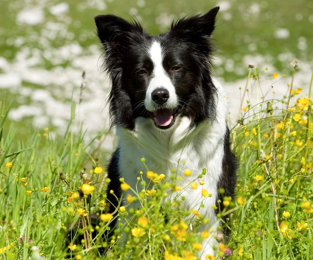 Wandern mit Hund in den Allgäuer Hörnerdörfern - Vierbeiner willkommen, © Christoph Hähnel