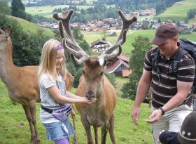 Die Erlebnisfütterung der Wildtiere und eine kl..., © Alpenwildpark