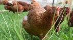 Frische Eier von glücklichen Hühnern, © Bauernhof Finkel - Ofterschwang