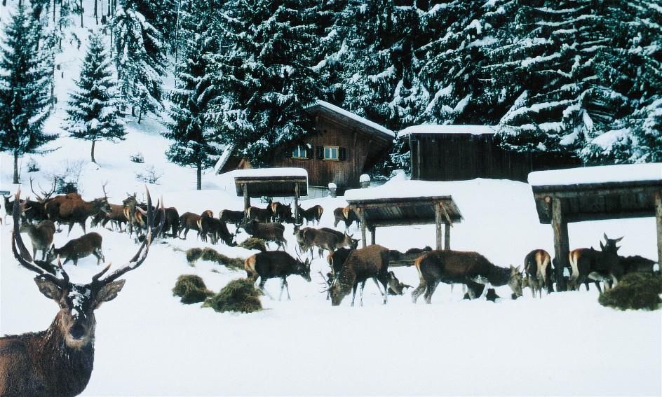 Eine Wildfütterung im Alpenwildpark, bei der Rotwild im Schnee vor einer verschneiten Waldkulisse und Holzhütten frisst.