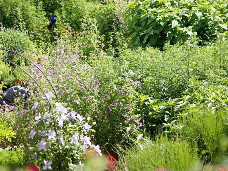 Üppiger Kräutergarten mit verschiedenen grünen Pflanzen und zarten lila Blüten. Im Vordergrund helle Clematis-Blüten an einem Rankbogen.