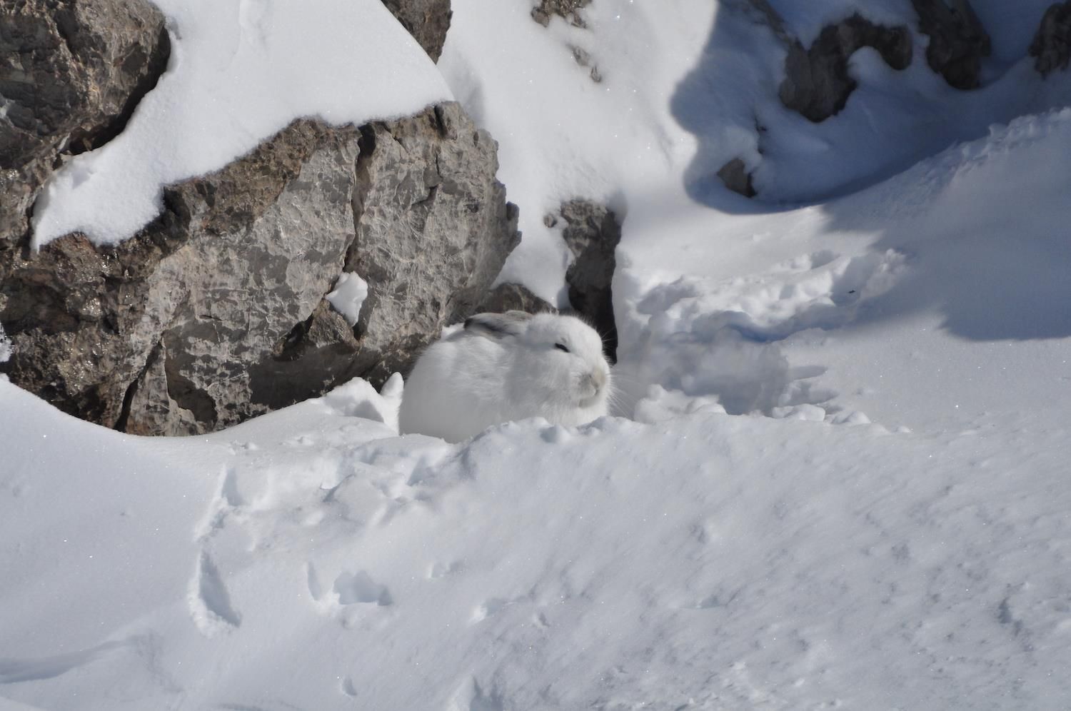 Spurensuche im Schnee: Eine Gruppe schaut im Schnee gebannt nach oben. Ein Hund läuft an der Leine mit.