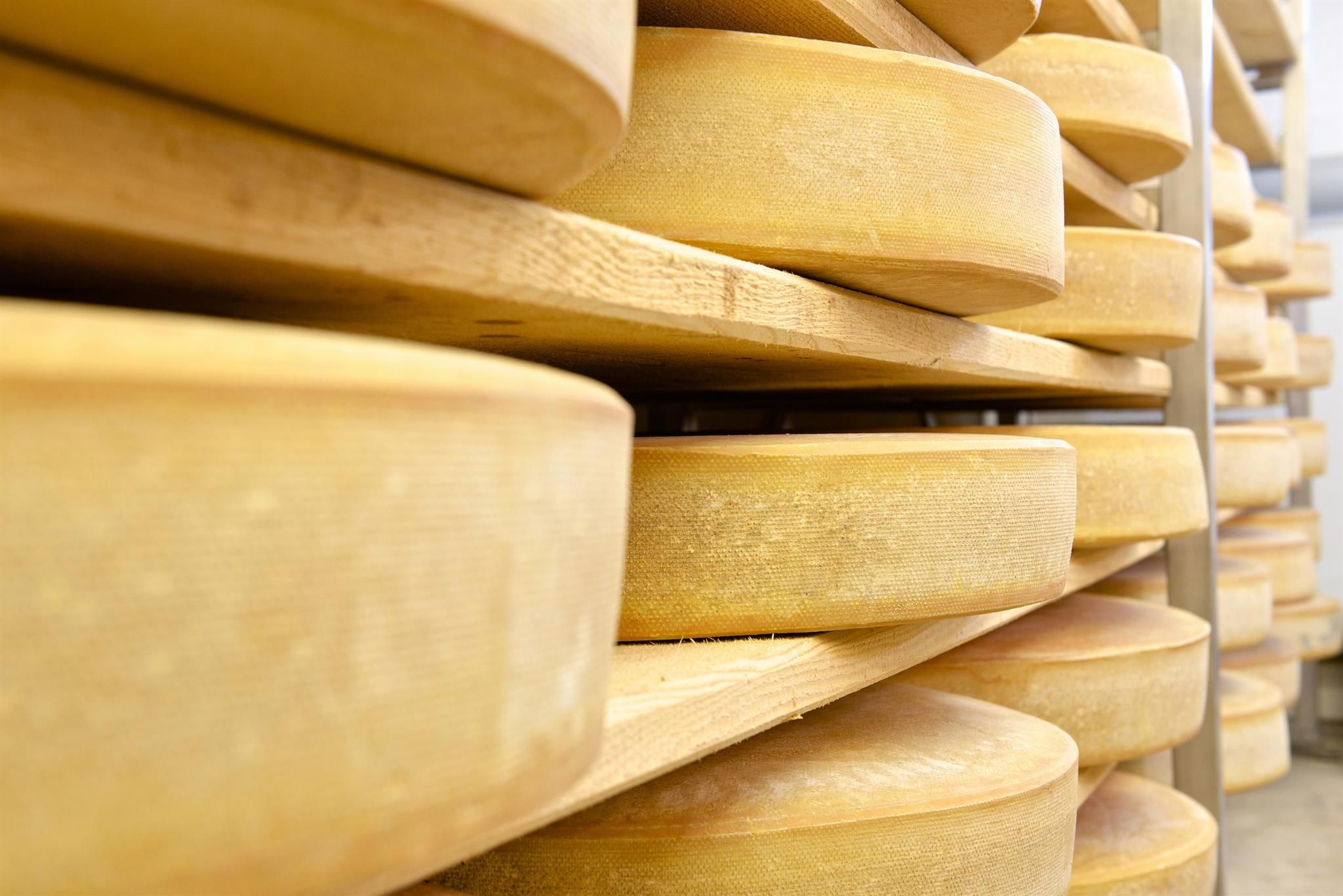 Eine Nahaufnahme zeigt zahlreiche Käselaibe in Reiferegalen der Bergkäs-Sennerei Schweineberg.