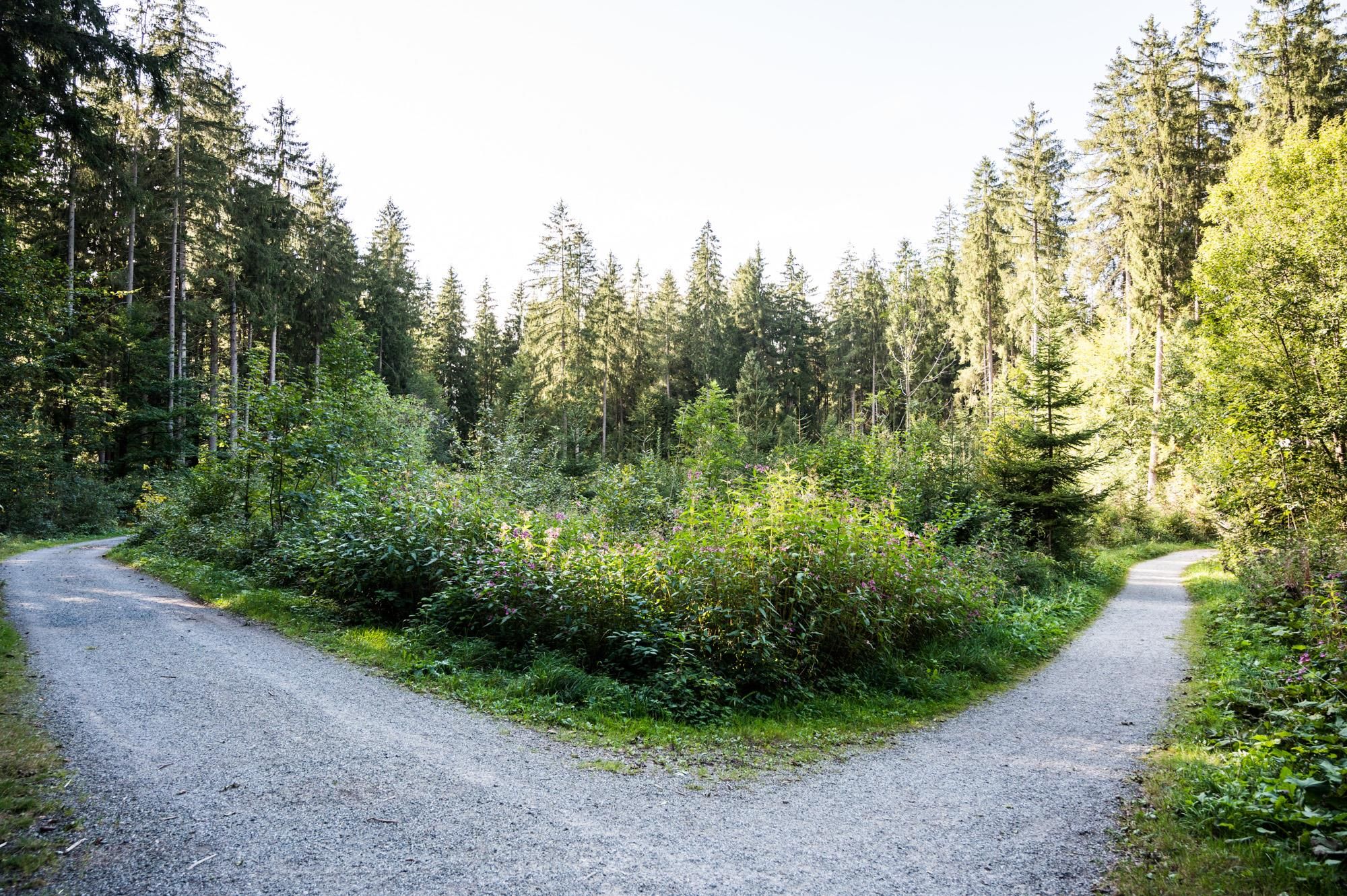 Verschiedene junge Bäume und Büsche zwischen zwei Wegen, umgeben von hohen Nadelbäumen
