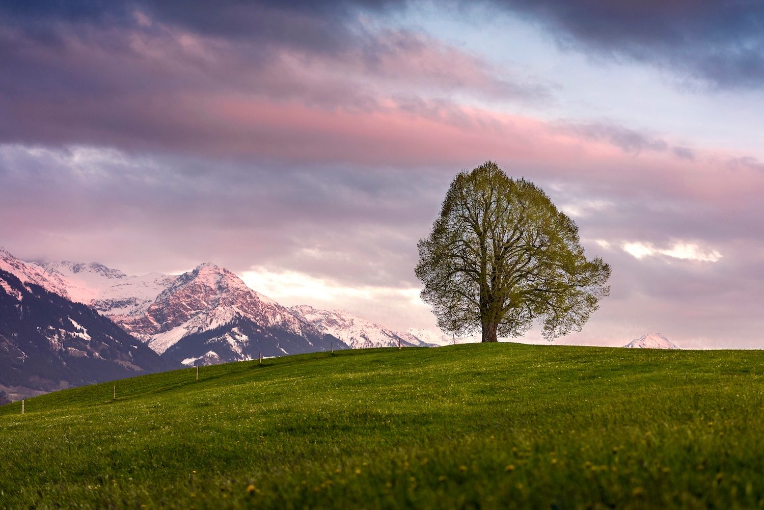 Linde auf der Wittelsbacher Höhe im lila-rosa Abendlicht
