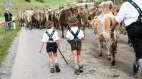 Kleinhirten beim Viehscheid, © Tourismus Hörnerdörfer