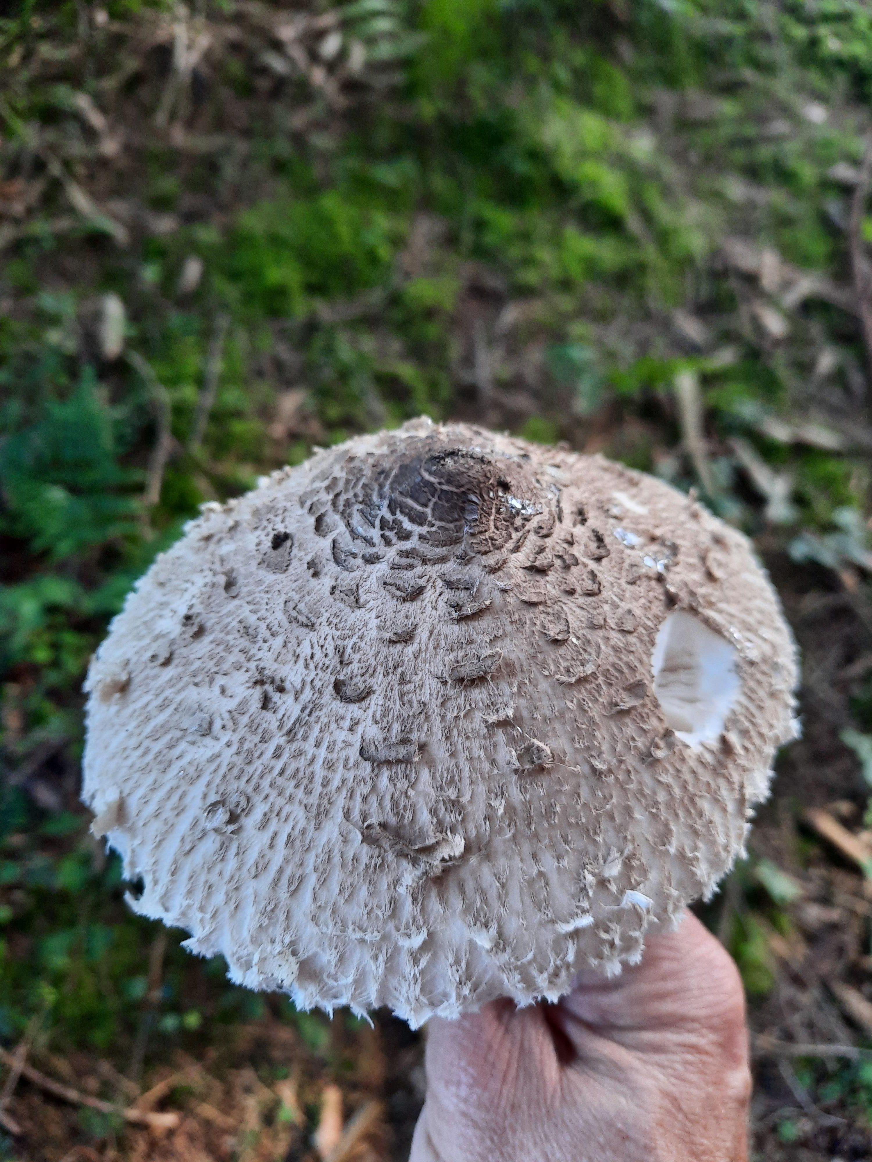 Vitalpilz Parasol, Gemeiner Riesenschirmling