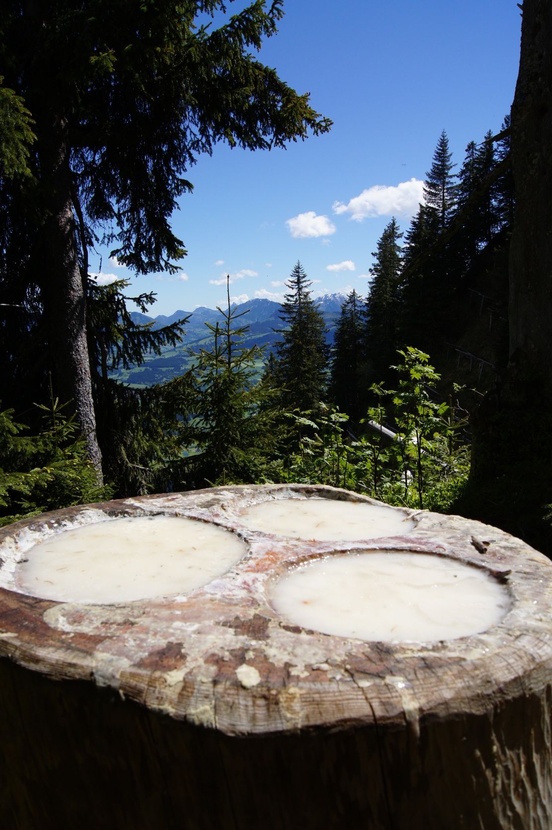 Baumharz-Schalen auf dem Kunst- & Besinnungsweg