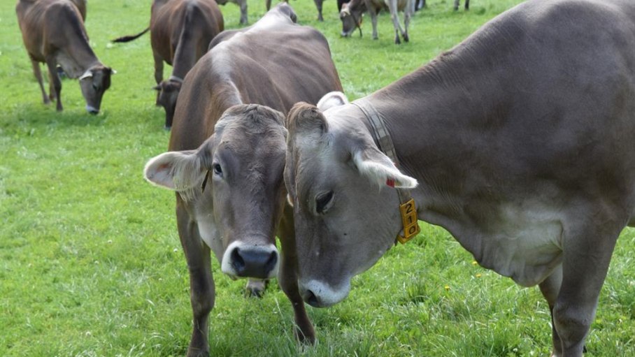 Unsere Kühe auf der Weide, © Bauernhof Finkel - Ofterschwang