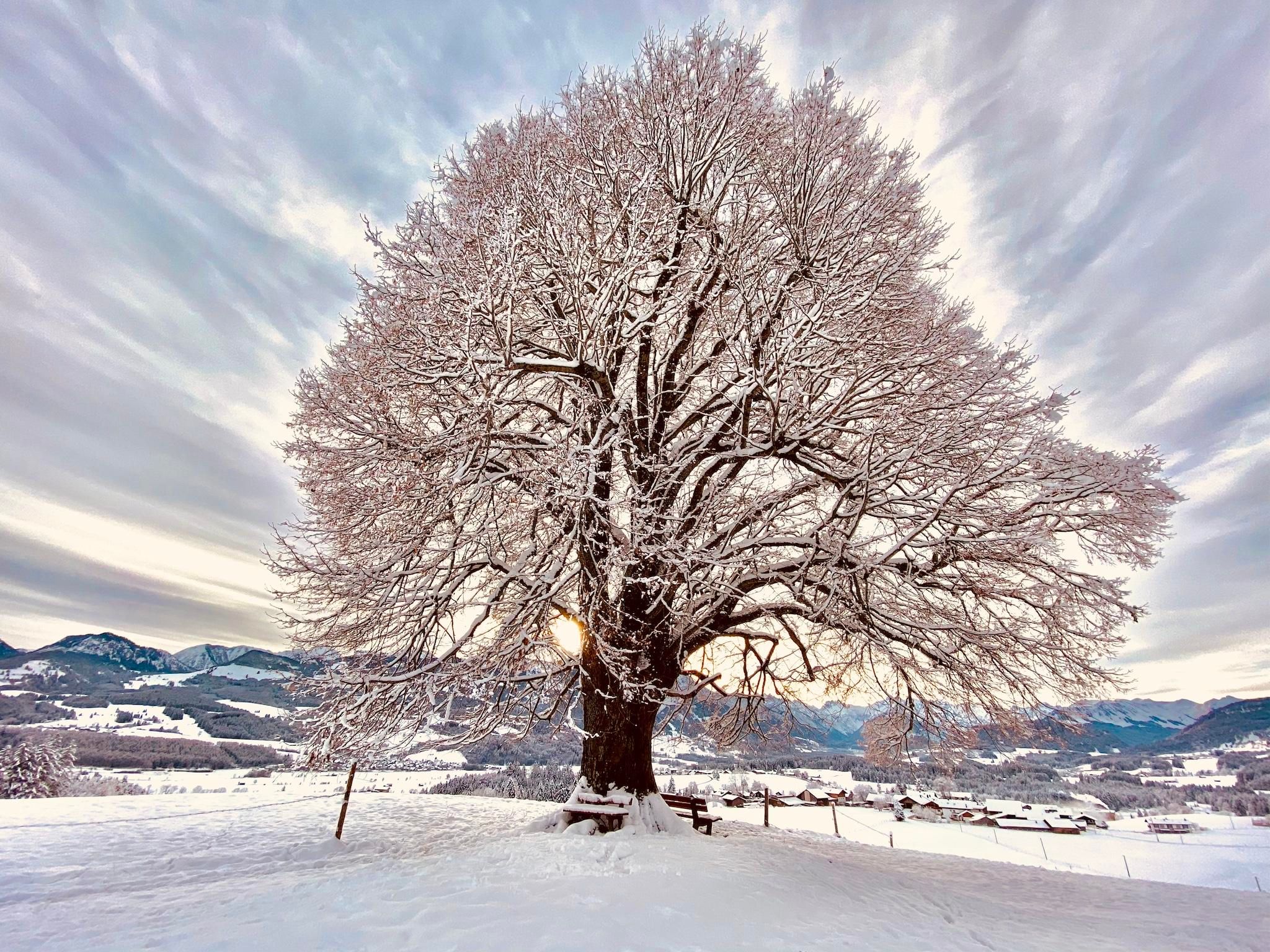 Ein prächtiger Baum, bedeckt mit Schnee, steht in einer winterlichen Landschaft. Die Umgebung ist ruhig und die Wolken am Himmel geben eine besondere Atmosphäre.