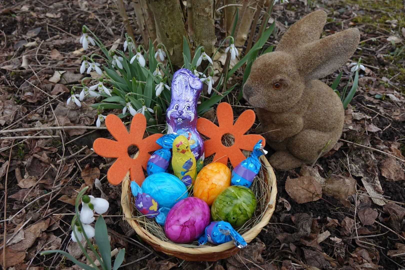 Ein brauner Korb, gefüllt mit bunten Ostereiern und Schokolade, steht zwischen Schneeglöckchen und einem Stoffhasen.