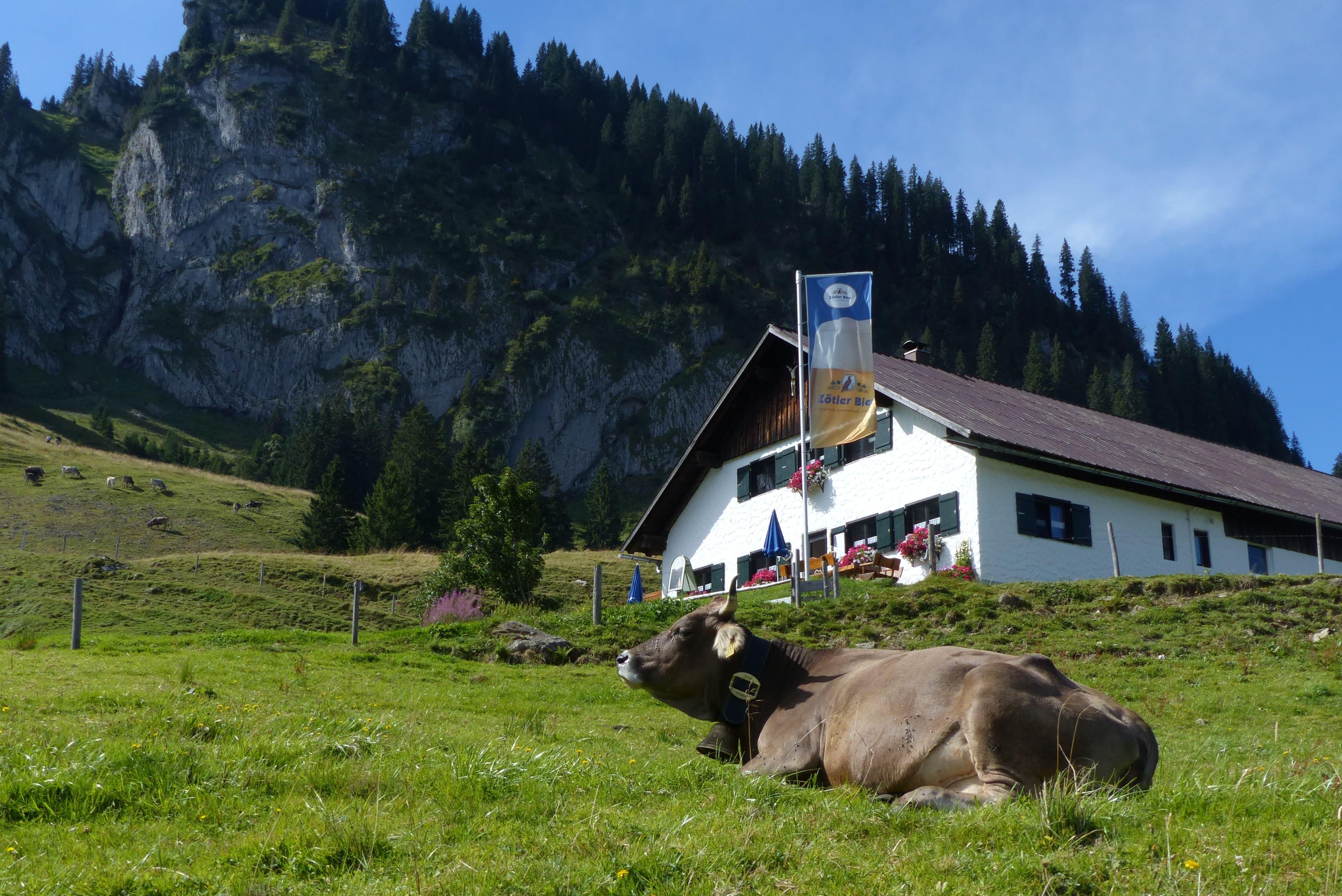 Die Alpe Schöneberg in Obermaiselstein liegt vor einer imposanten Felswand. Eine braune Kuh liegt auf der grünen Almwiese im Vordergrund.