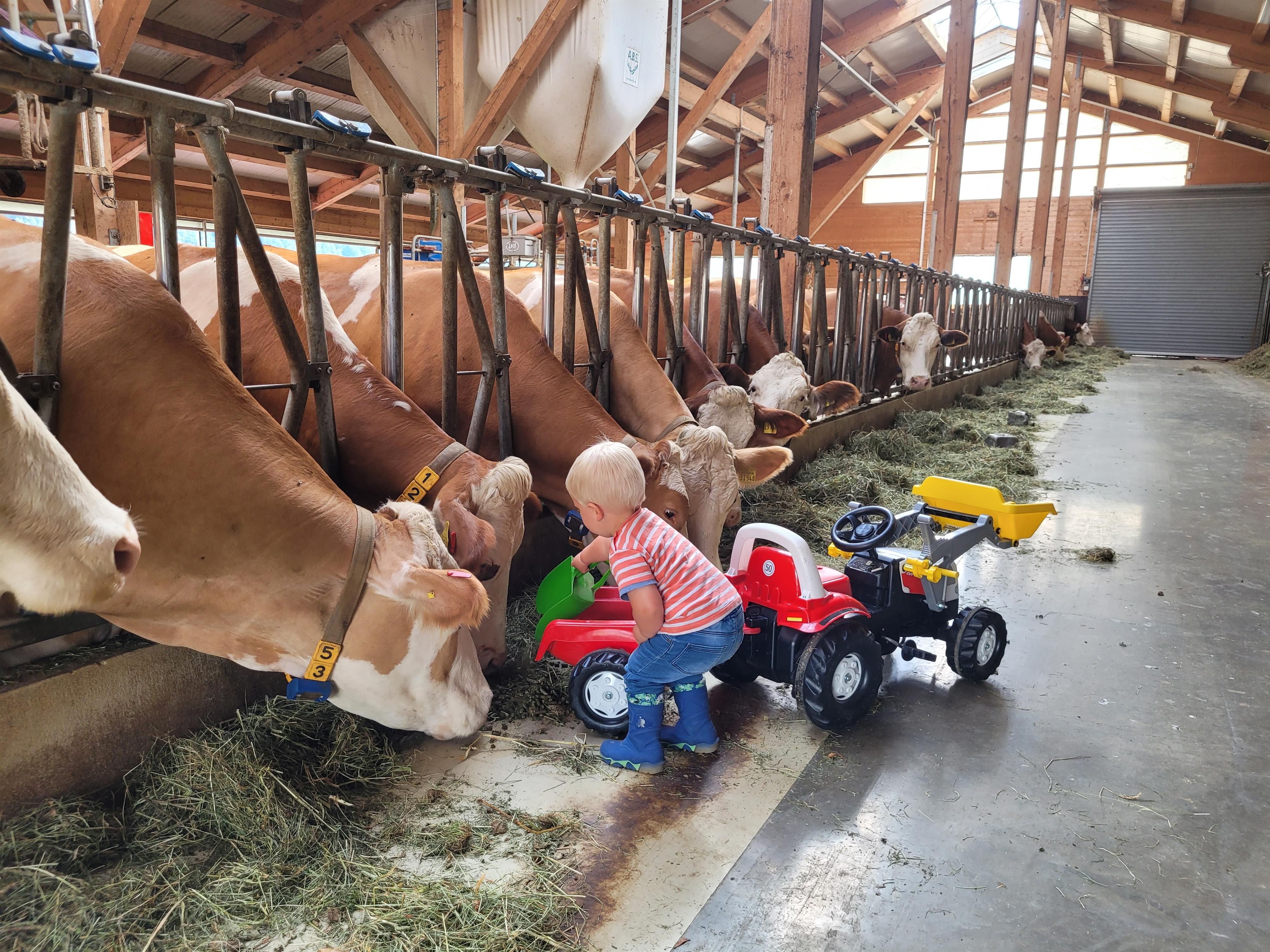 Kind im KUhstall mit seinem Spielzeug-Traktor, von den Kühen neugierig beäugt.