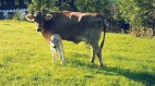 Unsere Kuh Rosalie mit ihrem frisch geborenen Kalb
